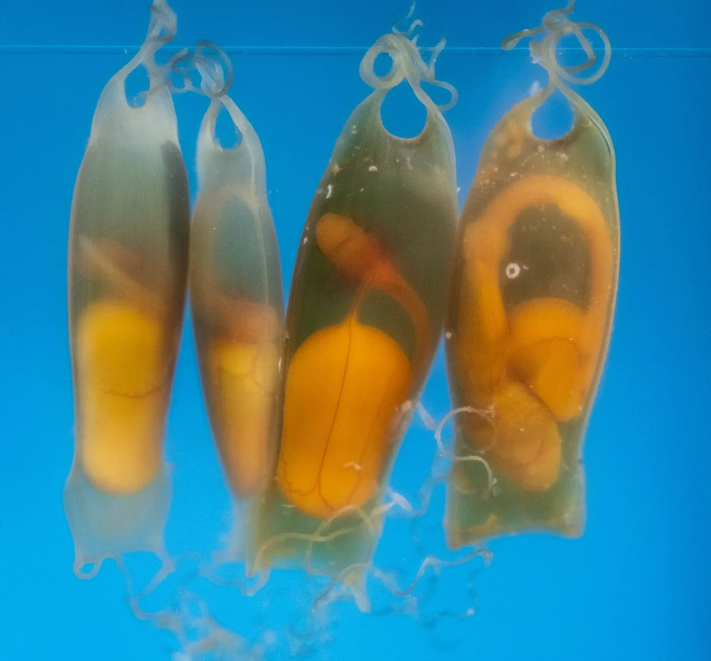 Tiburón pintarroja, Scyliorhinus canicula