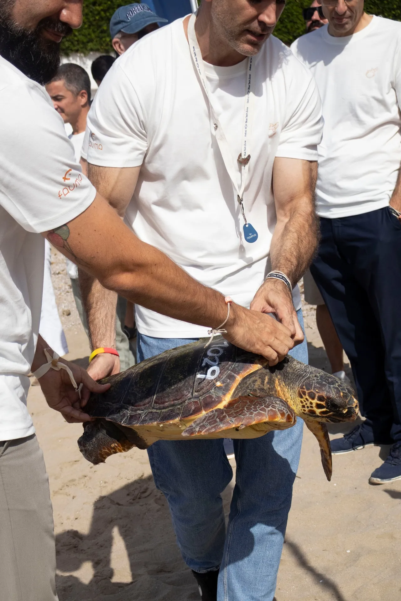 Suelta de tortuga boba en la playa sostenida por voluntarios
