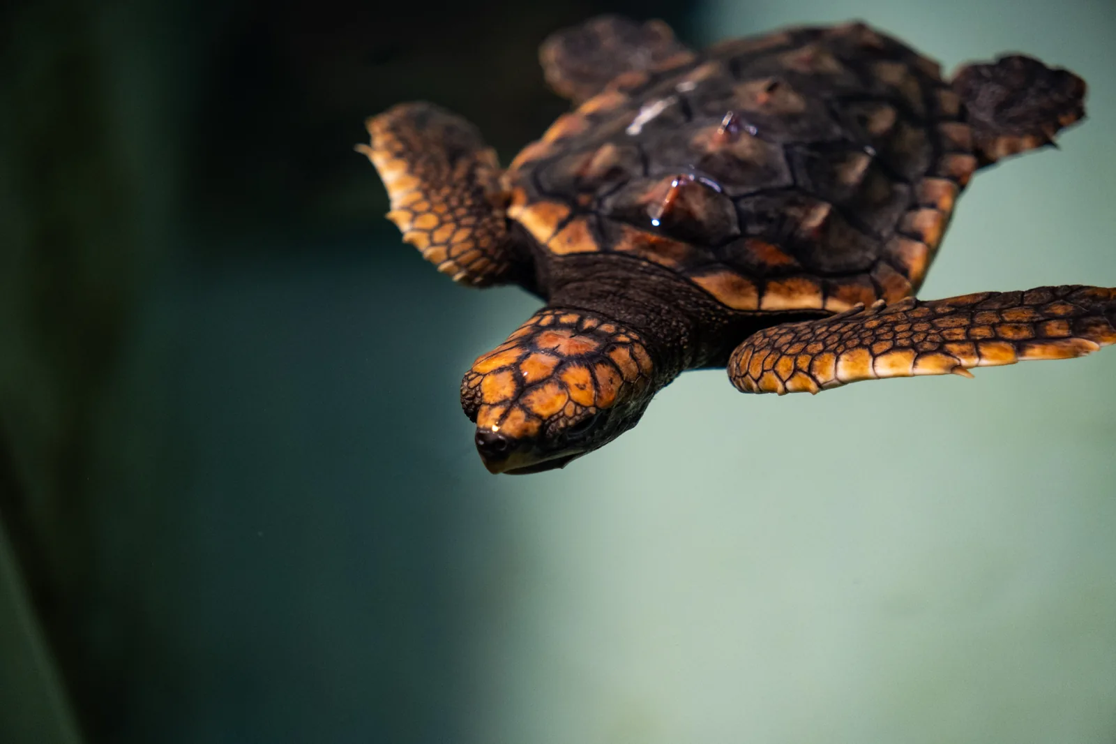 Tortuga boba, Caretta caretta