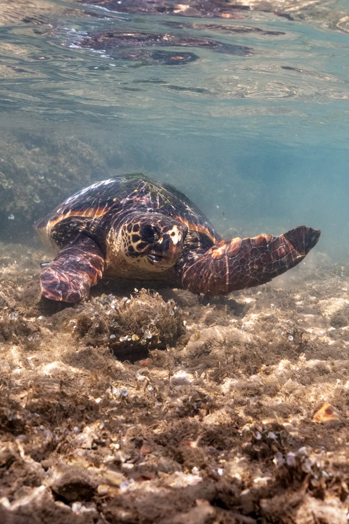 Tortuga boba descansando en el fondo marino