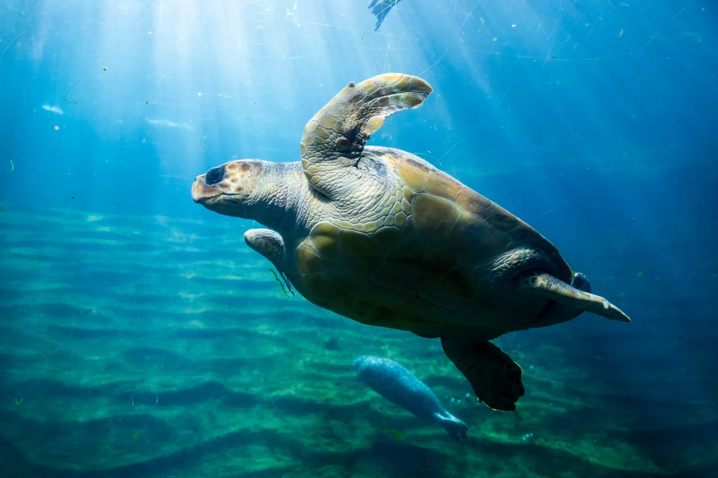 Tortuga boba, Caretta caretta