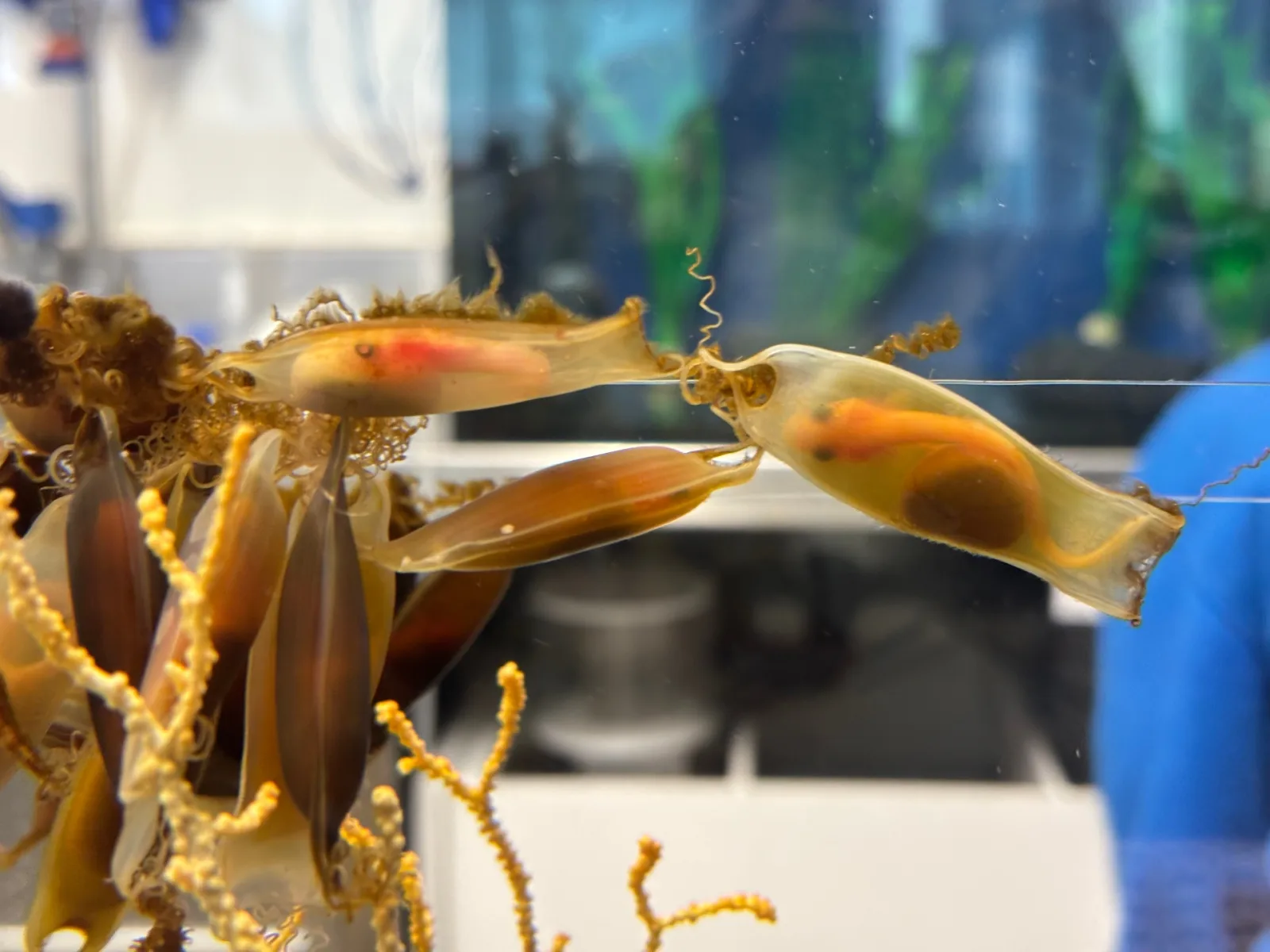 Tiburón pintarroja, Scyliorhinus canicula