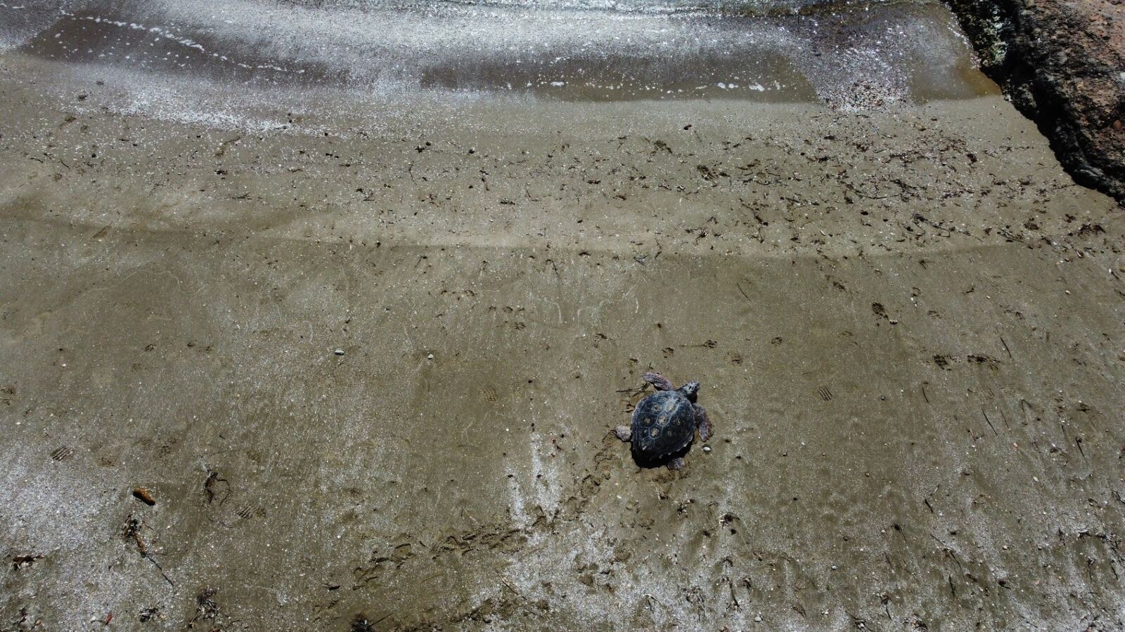 Crías de tortuga numeradas durante su seguimiento clínico