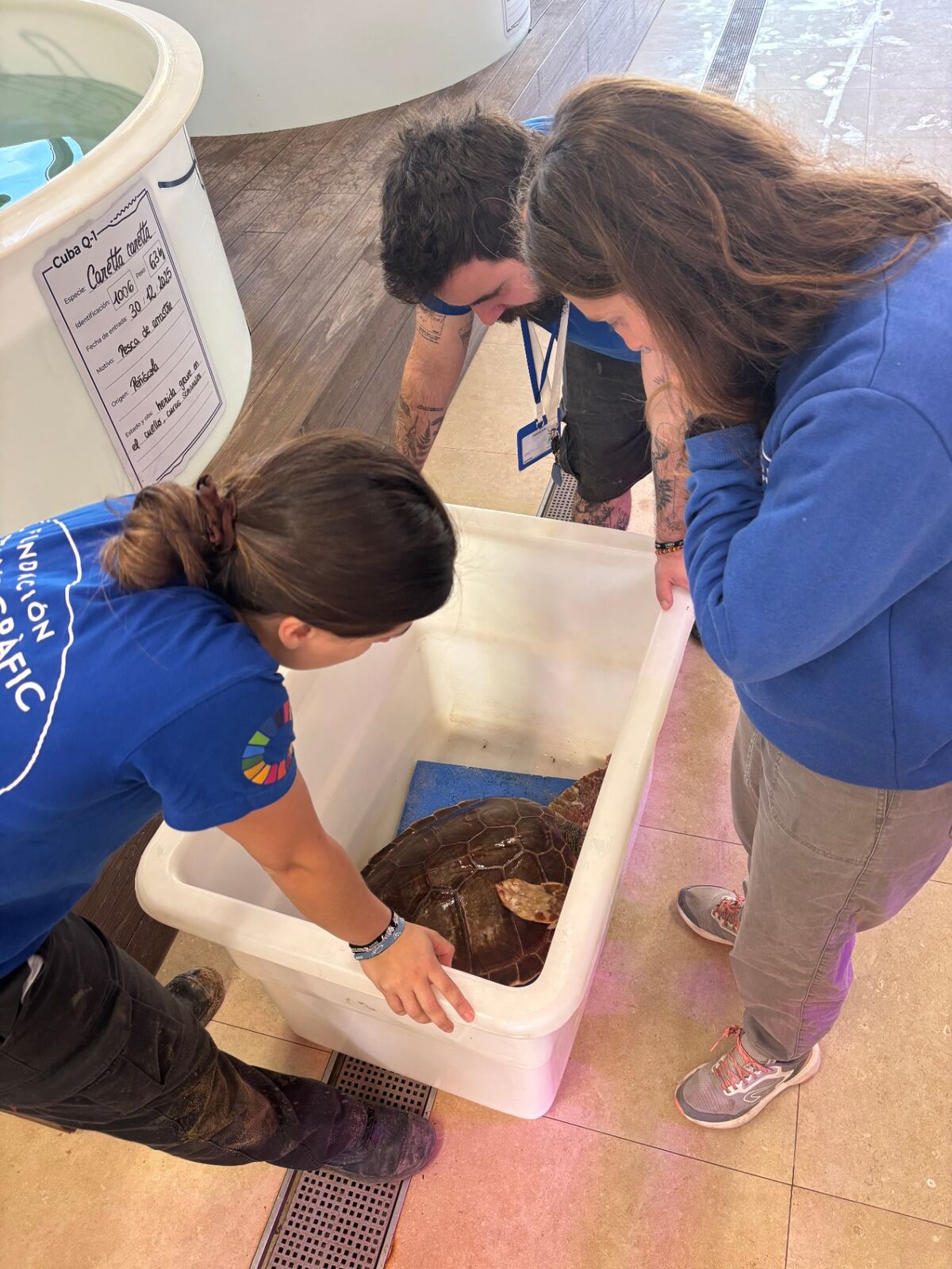 Equipo veterinario cuidando una tortuga marina en rehabilitación